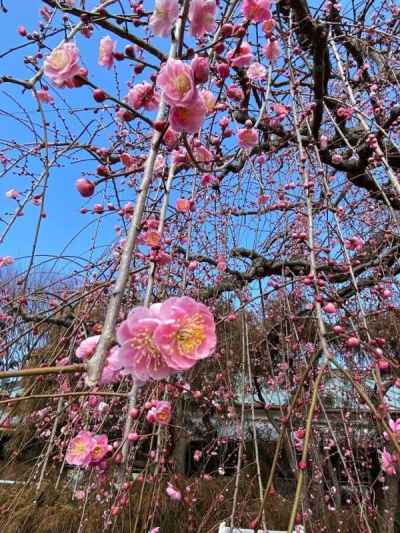 しだれ八重紅梅