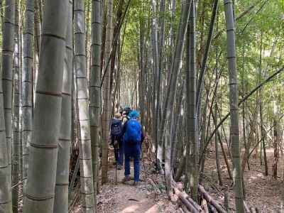 畠山へは竹林から入る 