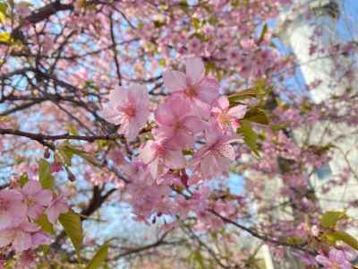 大楠山の河津桜 