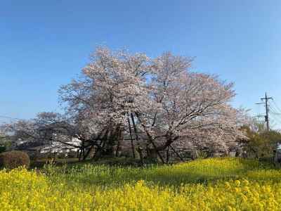 狩宿の下馬桜