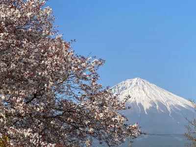 下馬桜と富士山