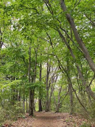 新緑の登山道 