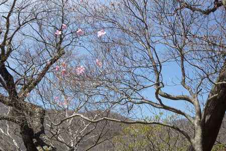 アカヤシオの先に荒山の稜線 