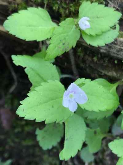 大倉尾根の花