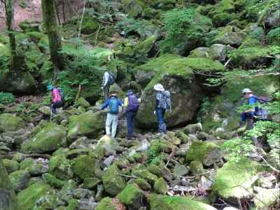 天城山らしいコケ道風景