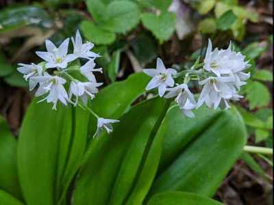 高妻山の花 