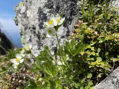 高妻山の花 