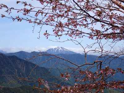 タカネザクラの向こうに燧ケ岳 