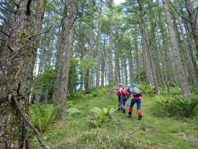 王ヶ鼻へ続く気持ち良い山道 