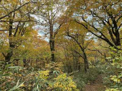 ブナの登山道