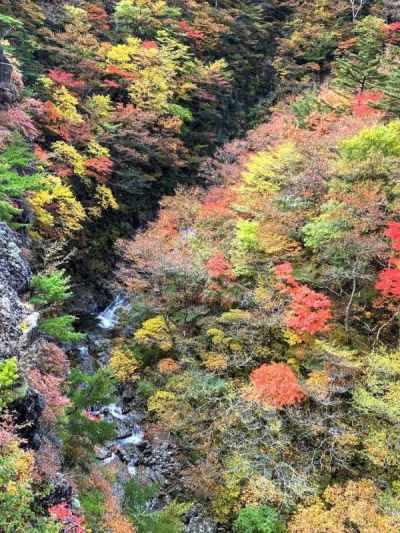 凄い紅葉です