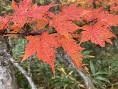 紅葉の主役コミネカエデ 