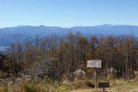 紅葉の唐松林の先は乗鞍岳と奥穂高岳 