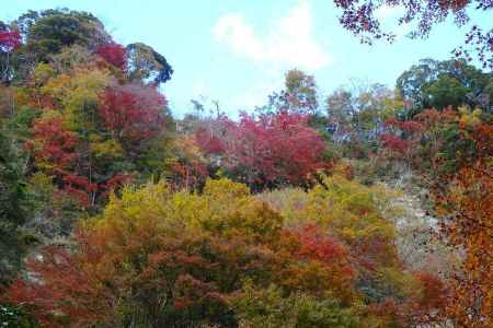 見上げる日高邸の紅葉