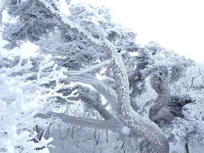 樹皮の雪模様が芸術的