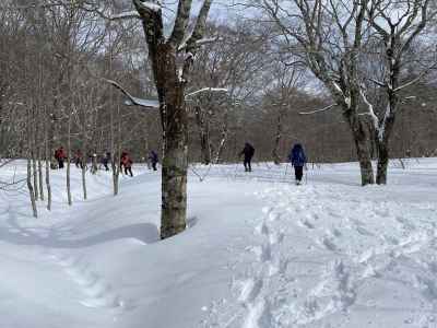 ブナ林を気ままに下山 