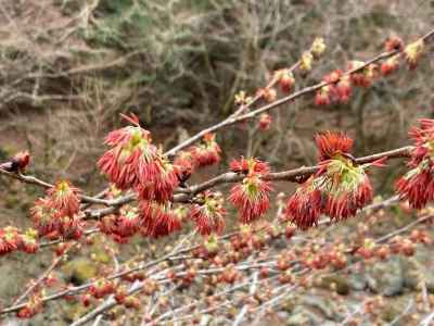 フサザクラ（バラ科の桜の仲間ではなくフサザクラ科）