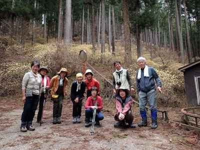 モノレール小屋前の群生地、やさしい芳香が漂う