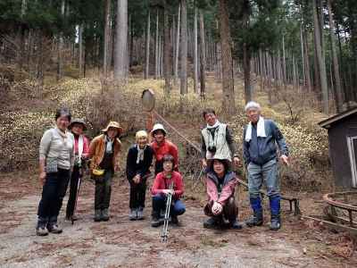 モノレール小屋前の群生地、やさしい芳香が漂う