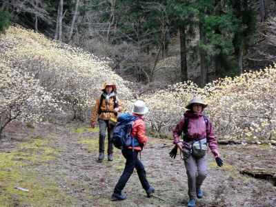 地獄沢橋のミツマタ群生 