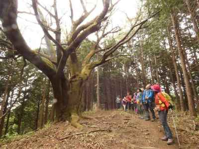 山頂過ぎの大山桜 