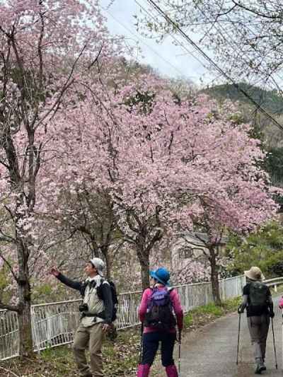 これは何桜かな？ 