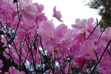 薄紅色のアカヤシオの花 