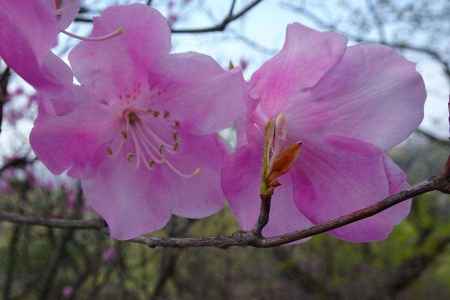 枝先に一輪、ひとつ花 