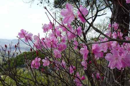 アカヤシオの花 