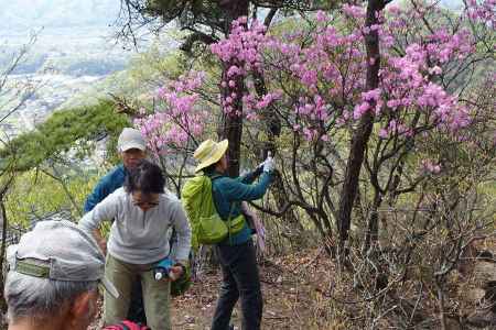 登山道にアカヤシオ 