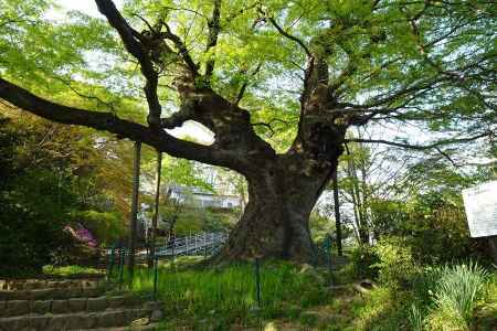 樹齢８００年という大ケヤキ