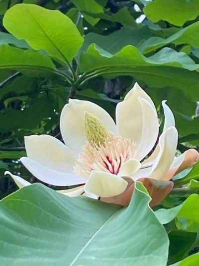 ホウノキの花が香しい 