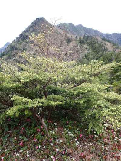 イワカガミとミツバオウレンの絨毯と女峰山