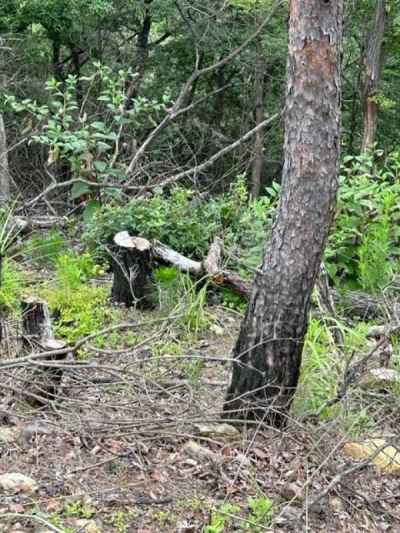 山火事で焼けた木が多く残る 