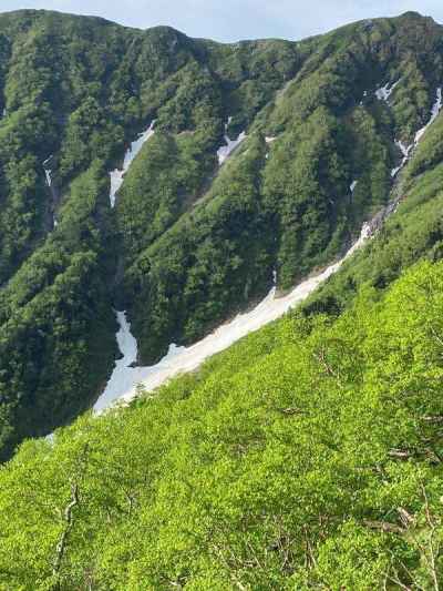大樺沢の雪溪 