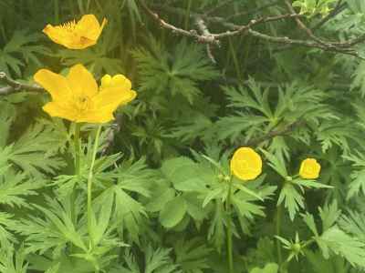 シナノキンバイとミヤマキンポウゲ（キンポウゲ科） 