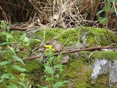 富良野岳登山口ではエゾシマリスのお出迎え 