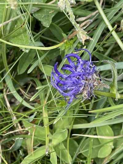 アクマノツメ 