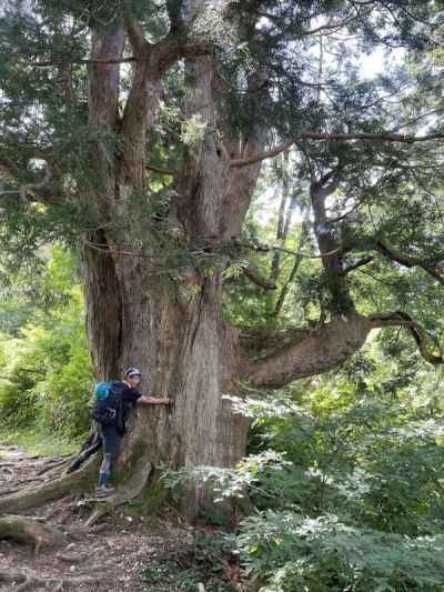 立山杉の巨木
