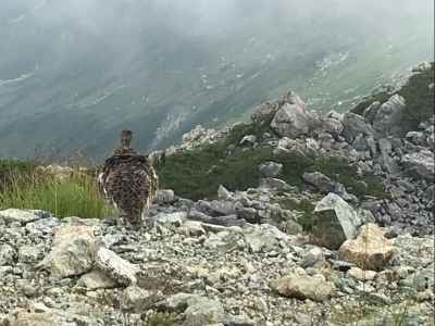 雷鳥撮影会 