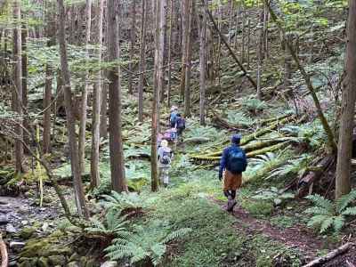 樹林下は大きなシダが群生 