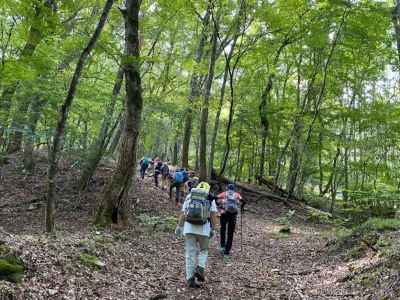 樹林帯の緩やかな登りが続く 