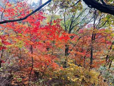 見事な紅葉に染まる 