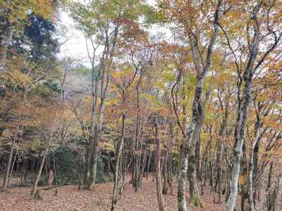 智者山の紅葉