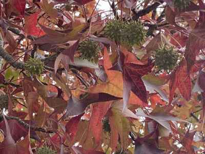 駐車場で見たモミジバフウの紅葉 