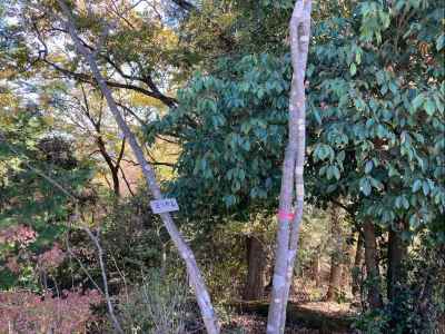 ヨソキ山の小さい標識 