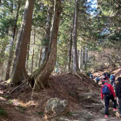 杉木立の登山道 