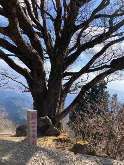 山頂の御神木　雨降木（ブナ）