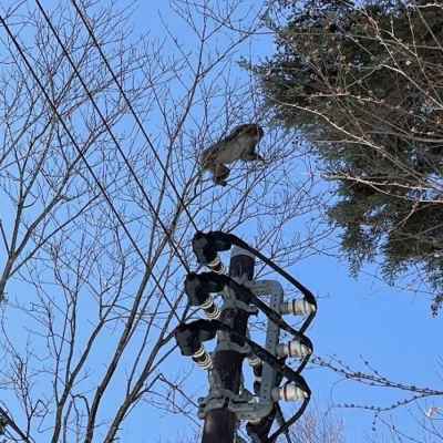 日光の猿 