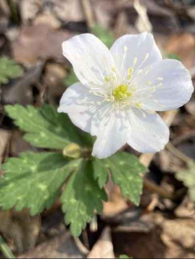 ニリンソウだが花は一輪、花柄の根元に蕾あり 